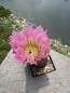 Preview: Echinocereus pectinatus hellviolett